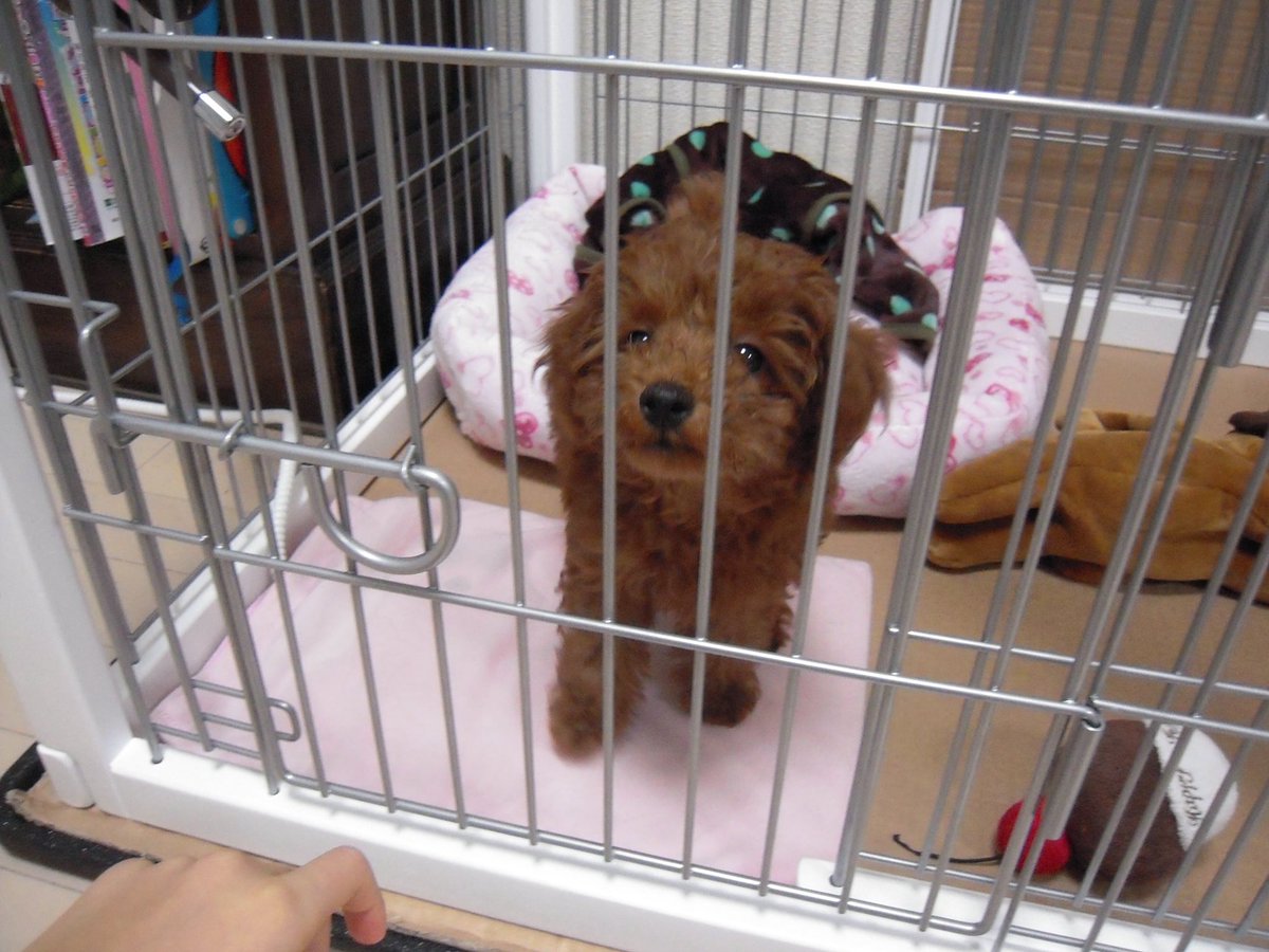 ヤマダ！ tweet media