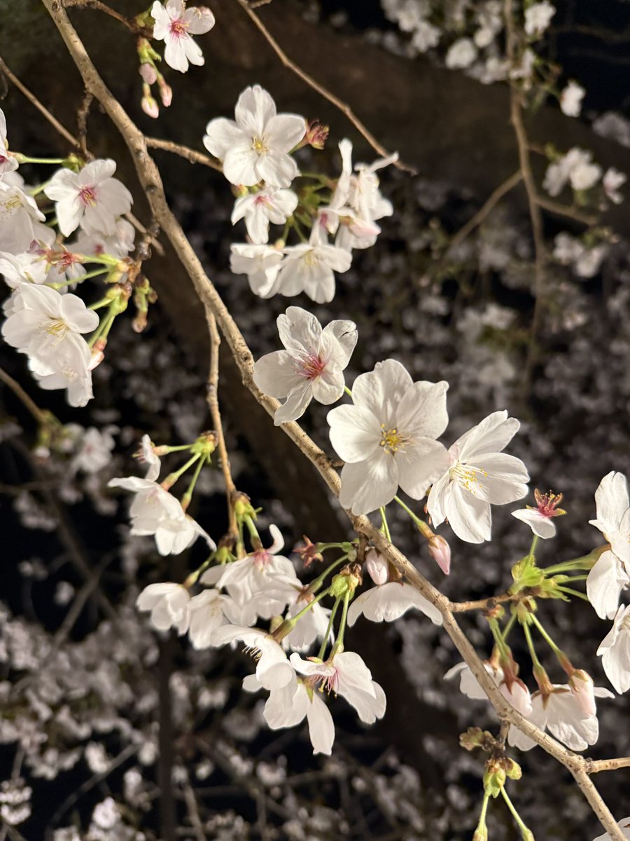 夏目れみ tweet media