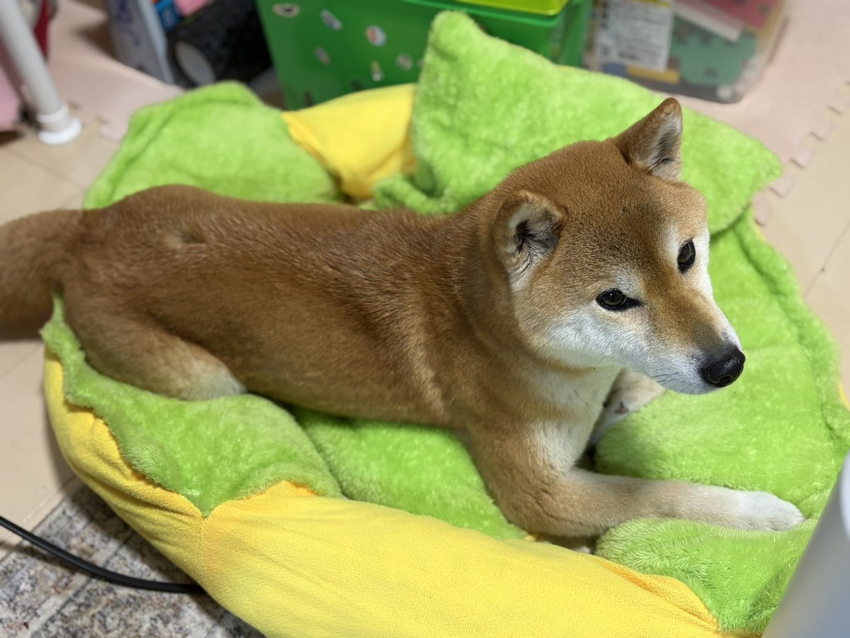 ringoooc5c5's tweet photo. ホットどっぐ https://t.co/wtcA3BRlDi