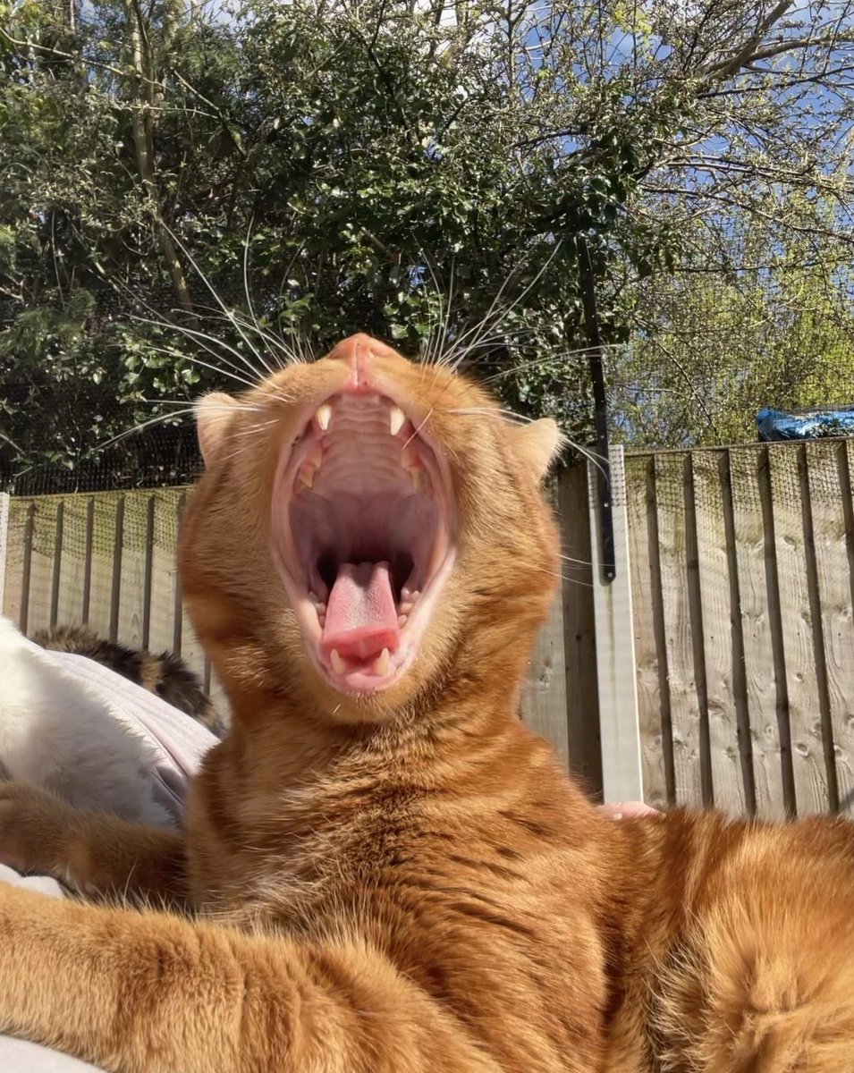 FurFamilyCats's tweet photo. Edward - Did I miss #WhiskersWednesday ?

Human - I’m afraid so.  

Edward - That’s a shame.

Human - How about we go with #TeethThursday …that could work? 

Edward - Yay! 😺

#Edward 😻 #HannahsFurFamily https://t.co/wExJdYbsYs