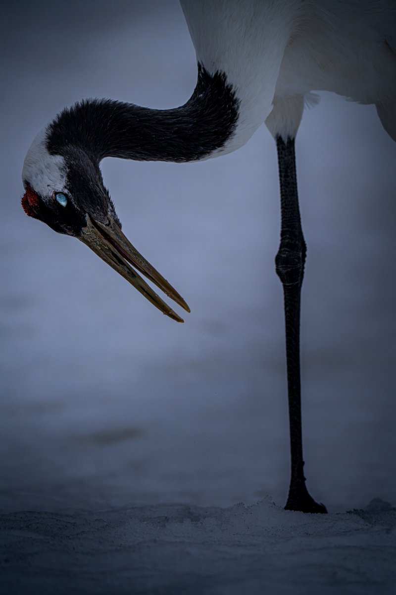 きずな tweet media