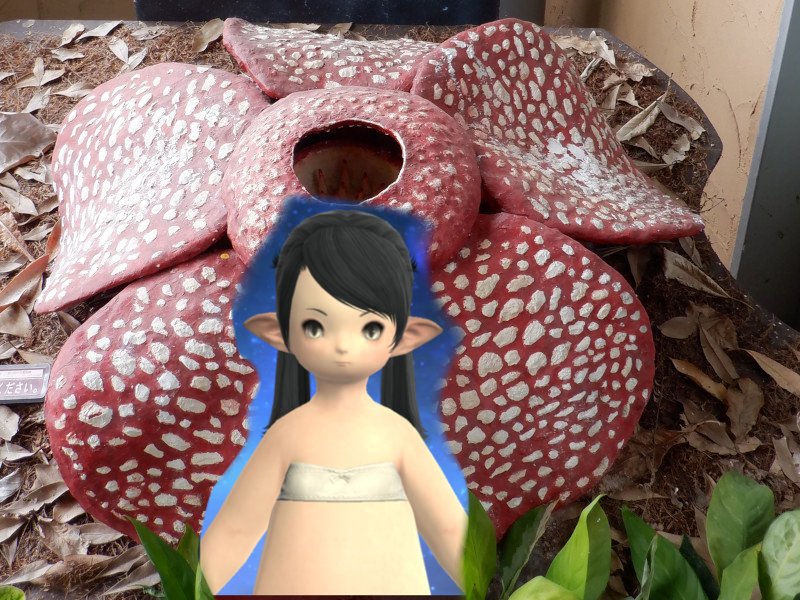 ﾌｫｶﾇﾎﾟｩ😈 tweet media