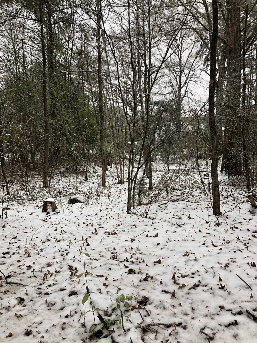 SC Old English District Weather tweet media