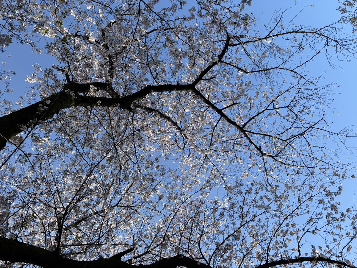 林ももこ tweet media