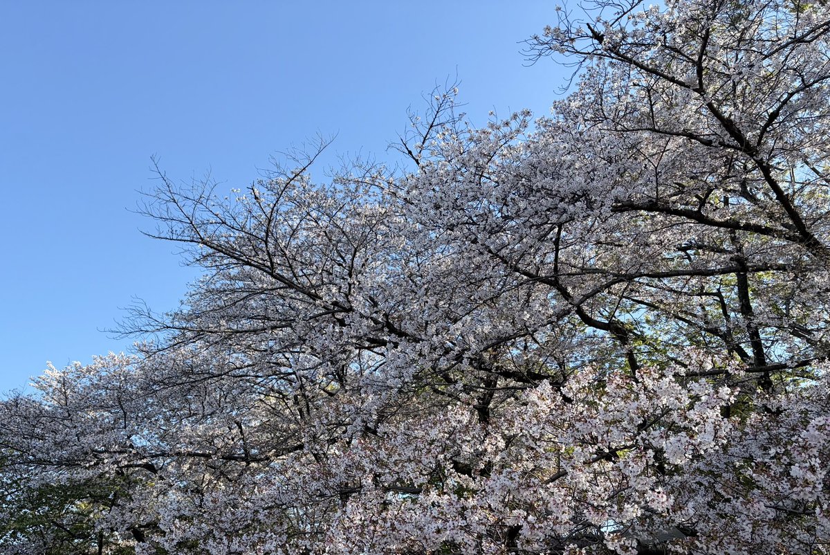 林ももこ tweet media