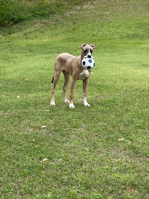 pitrich4dogs's tweet photo. https://t.co/pnc5CzvHqN