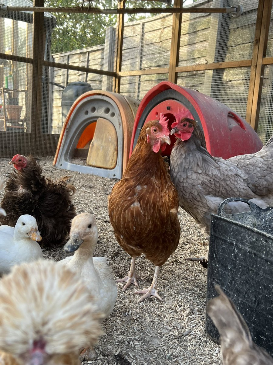 Lewis Dr Chicken tweet media