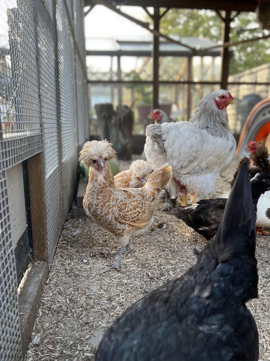 Lewis Dr Chicken tweet media