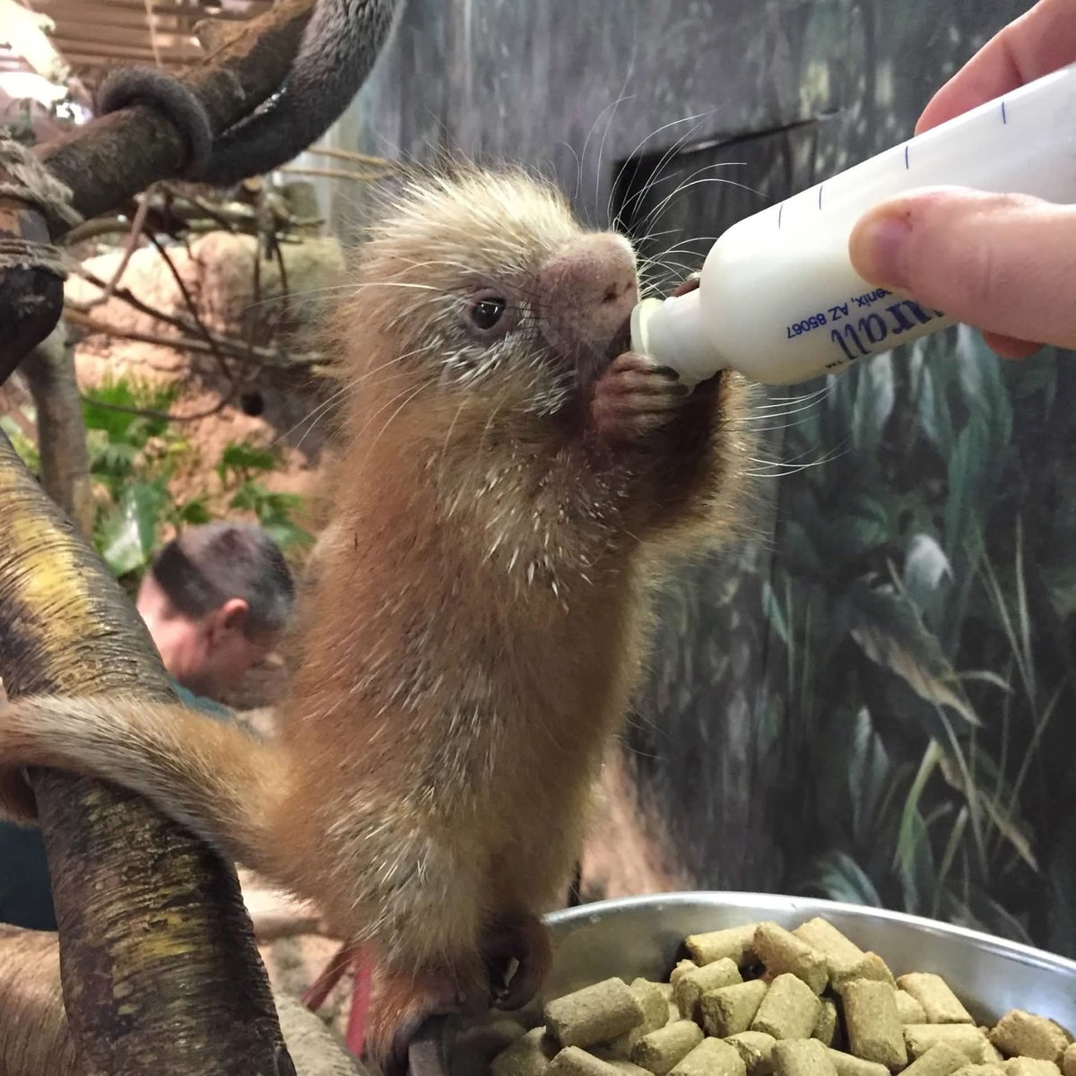 Cincinnati Zoo tweet media