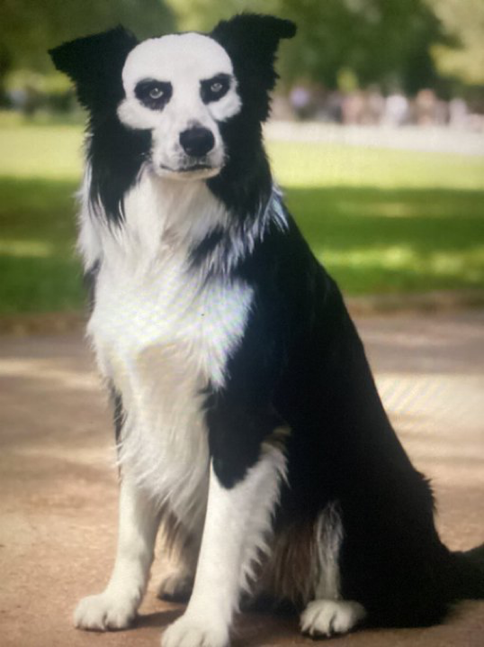 gekitekishouri's tweet photo. この犬に名前をつけるとしたら？ https://t.co/UDn7pD4oAw