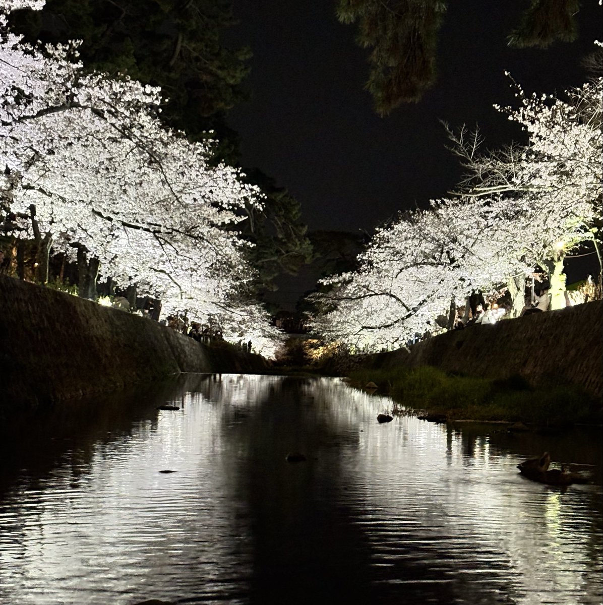 ゴマメ tweet media