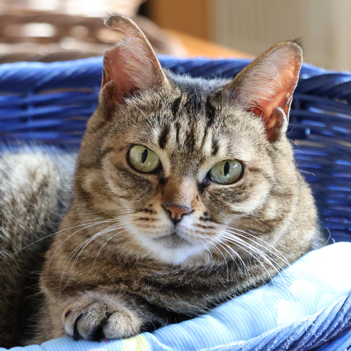 にゃんたまチャンネル@猫と遊べる温泉旅館 tweet media