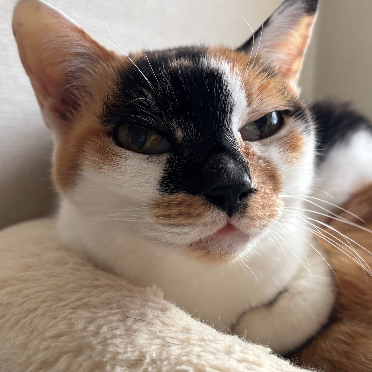 にゃんたまチャンネル@猫と遊べる温泉旅館 tweet media