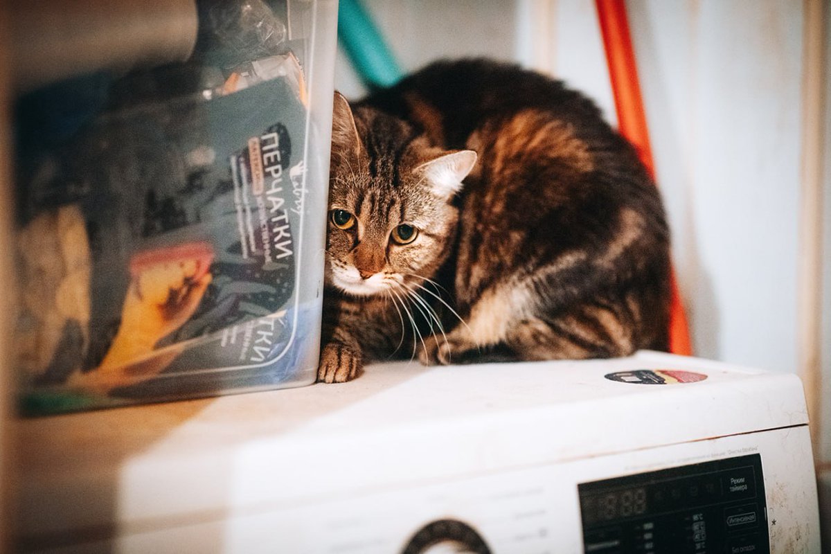 Доброхвост - благотворительный проект tweet media