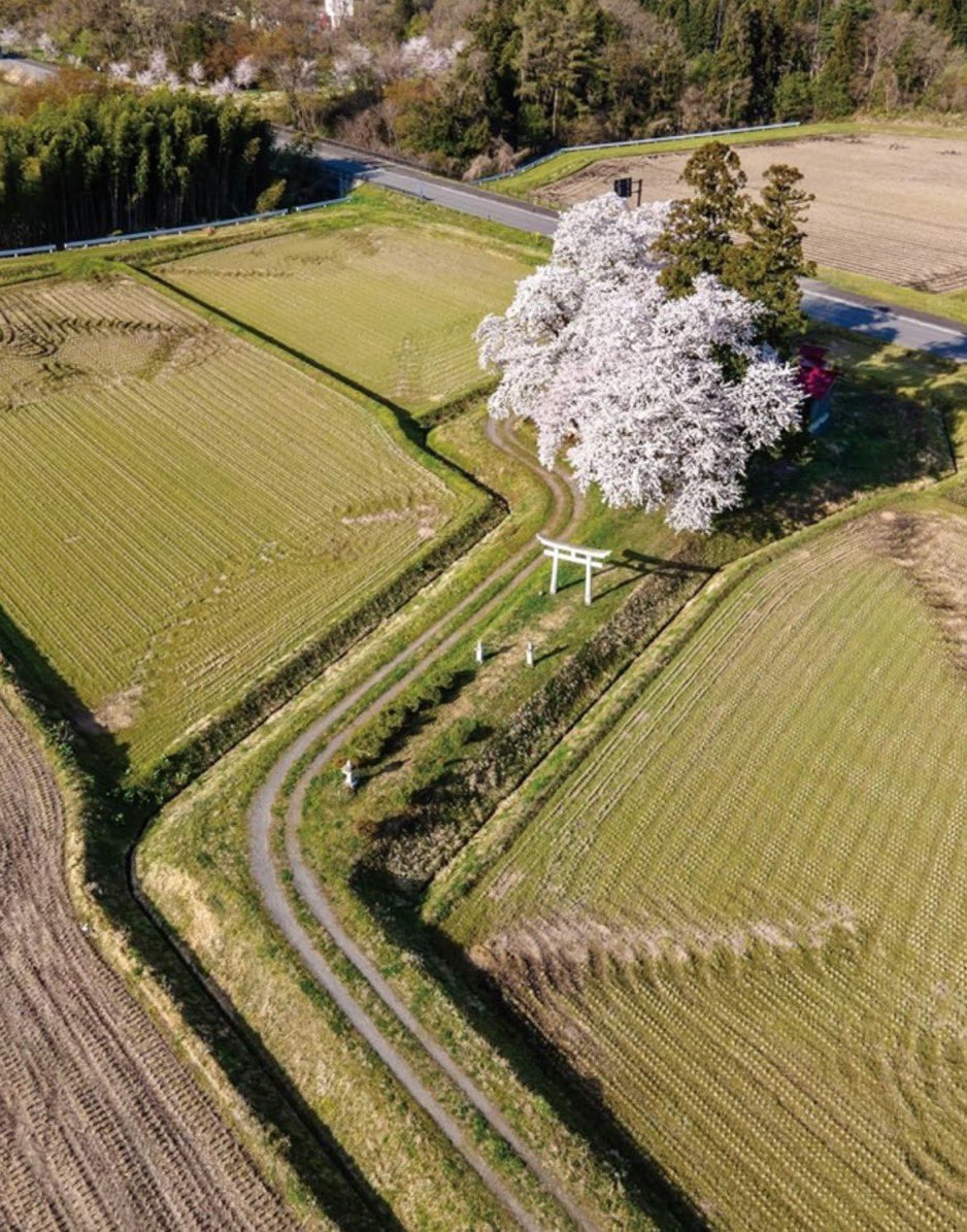 えぬびい✴︎『ポツンと神社』写真集発売中✴︎ tweet media