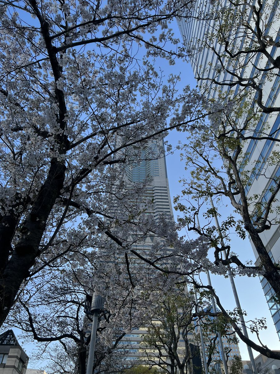 まずりん🍥 tweet media