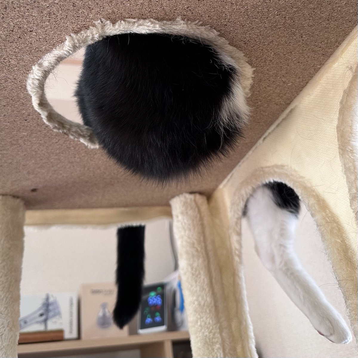 さんぬこさん tweet media