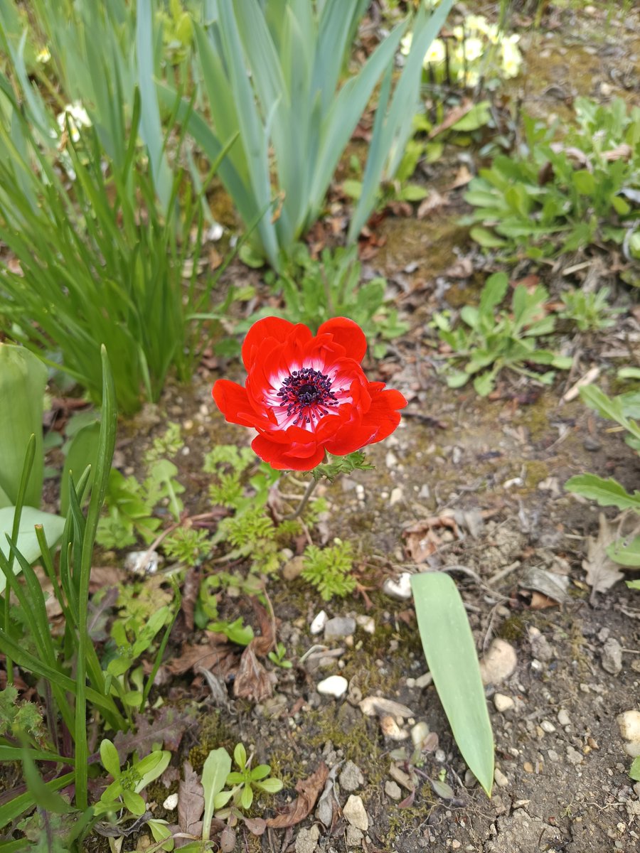 Didi D. 🌈 📚 🌳 🇺🇦 tweet media