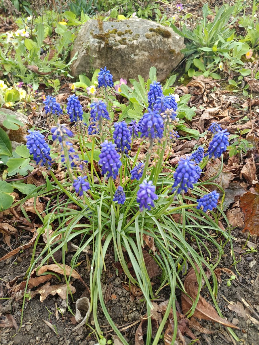 Didi D. 🌈 📚 🌳 🇺🇦 tweet media