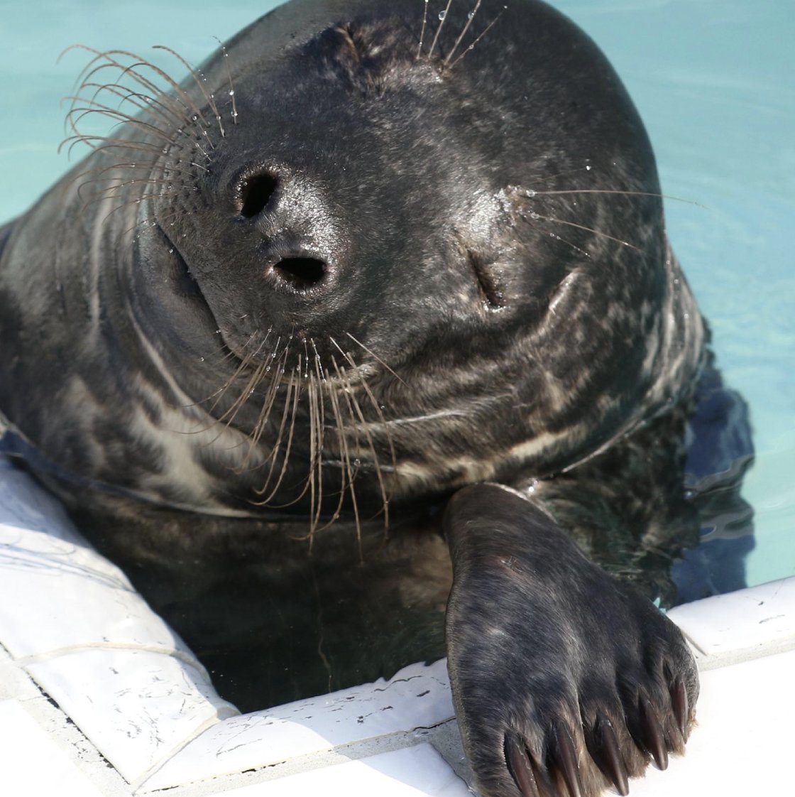 Zeehondencentrum tweet media