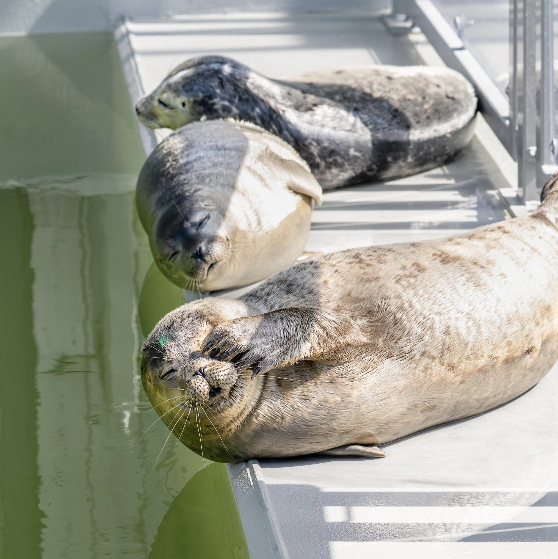Zeehondencentrum tweet media