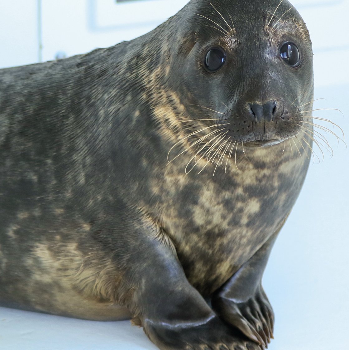 Zeehondencentrum tweet media