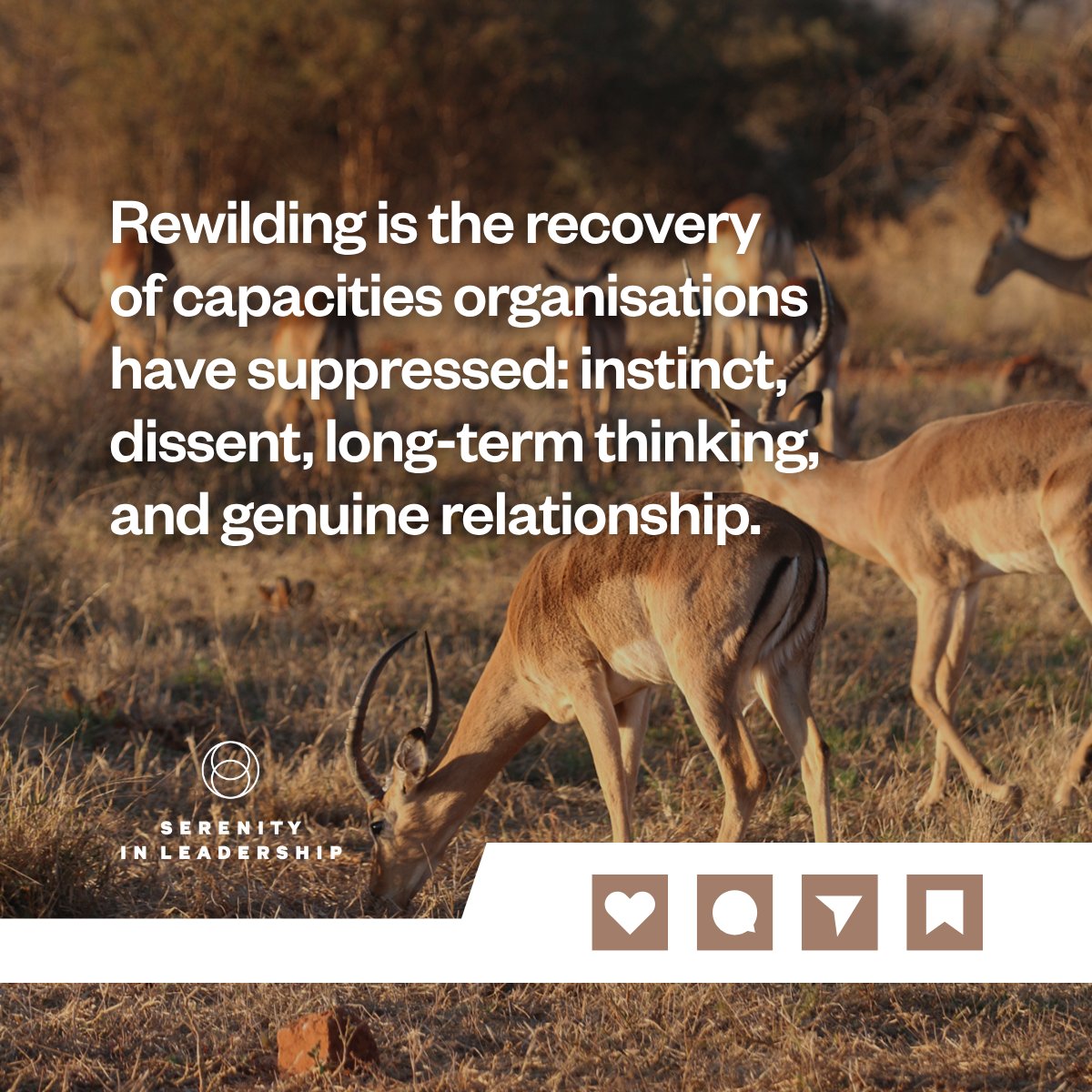 SerenityInLeadership tweet media