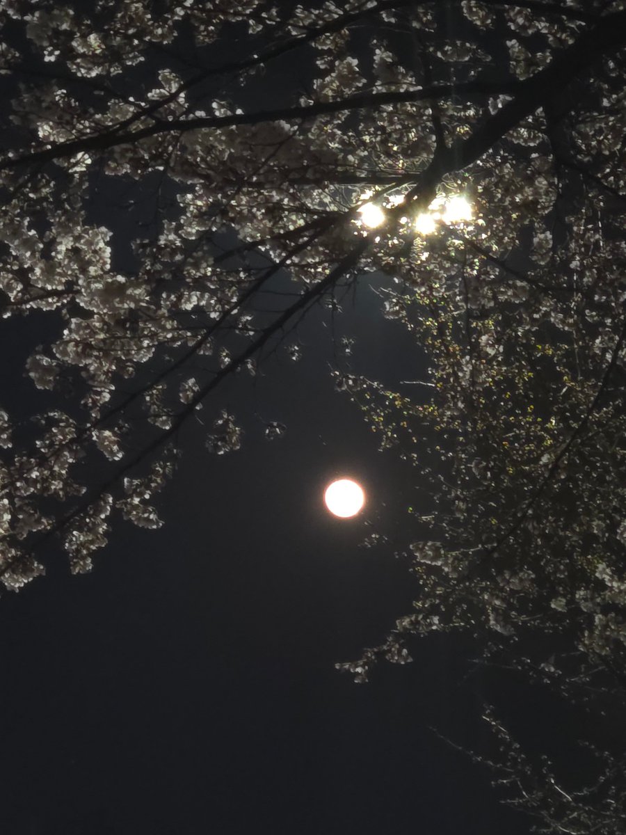 꽃희ㅋl tweet media