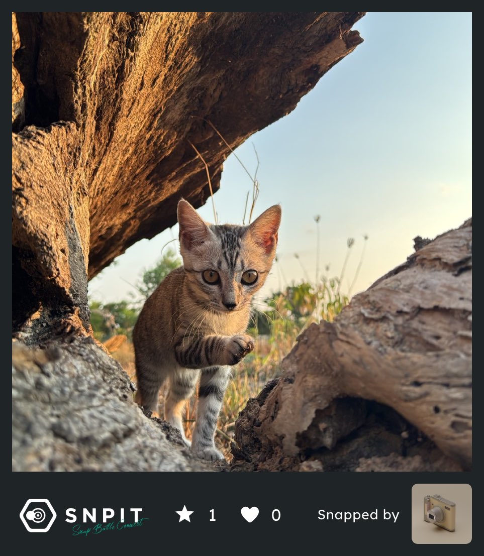 SNPITColors's tweet image. #SNPIT