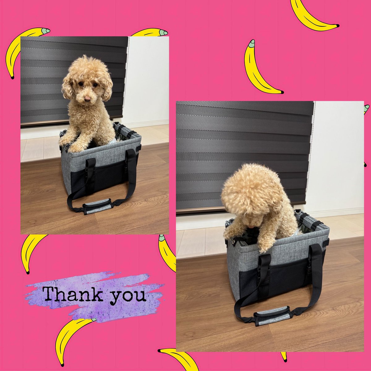 テラモト（<a href="/TERAMOTO_PR/">テラモト【公式】環境美化用品メーカー</a> ）様の”愛犬🐶お出かけキャンペーン✨”に当選し、OPPO 3ウェイ ドライブ&amp;キャリーを頂きました🎵

車に乗せる時にこういうの欲しいなぁと思っていたのでとても嬉しいです☺️
安心して一緒に車でお出かけできます🚗🐶

ありがとうございました😊
#歯コの当選報告