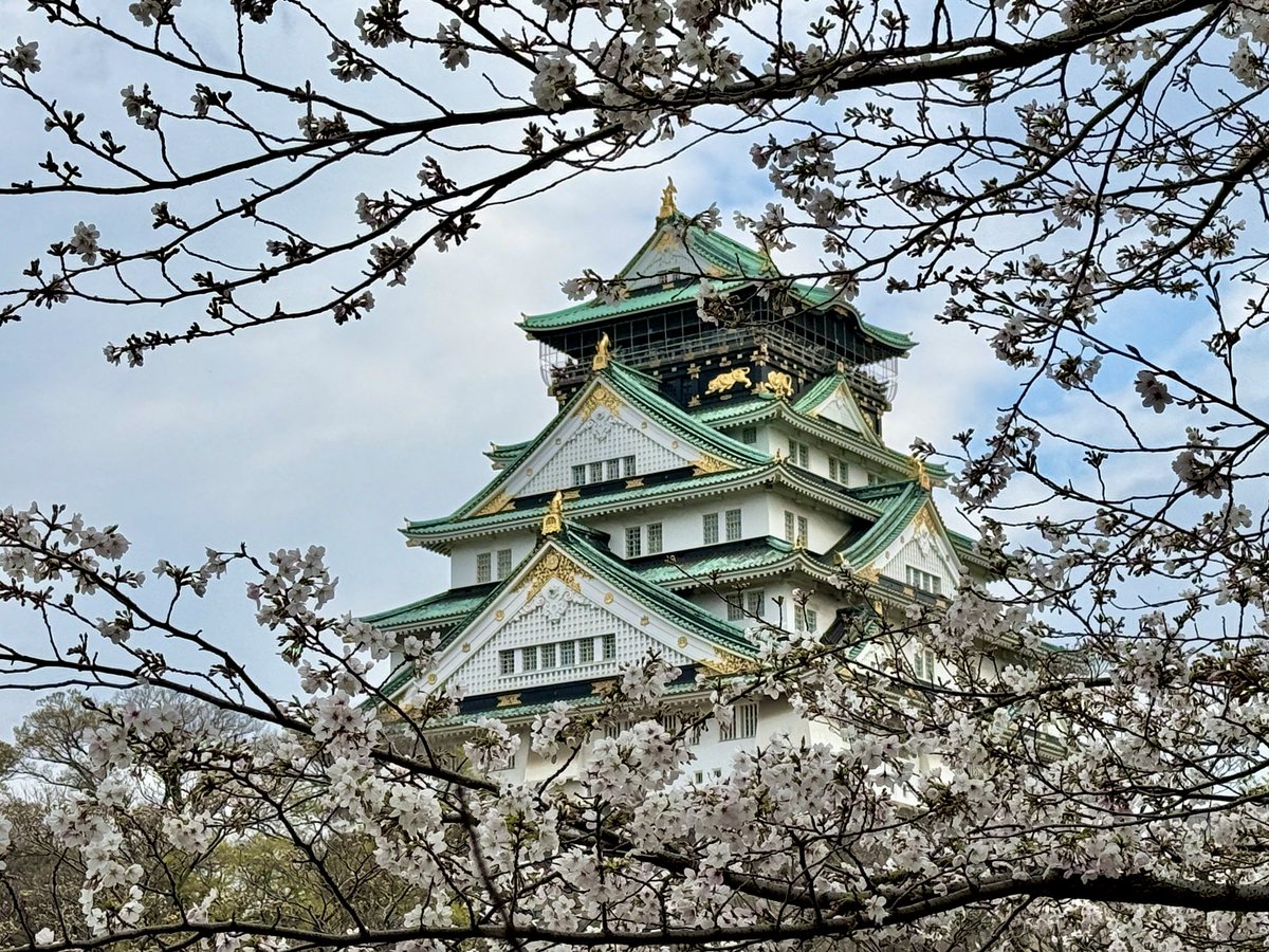 hmiya317's tweet photo. 桜の名所 大阪城公園へ🌸

まだ木によっては5〜8分咲きでしたが
数多くのお花見客で賑わっていました

今週末には満開となるんでしょうけど、
天気予報見ると降水確率が高いので
お花見へ行かれるのであれば、晴れ予報
花金(華金)の明日が良いかもしれません

#大阪城公園 #桜の名所 #お花見 https://t.co/Gr1LwYGhQf