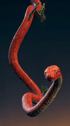 The8thSphynx |🦈C0MMS: CLOSED tweet media