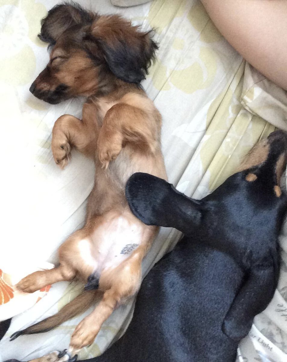 Матерь котья tweet media