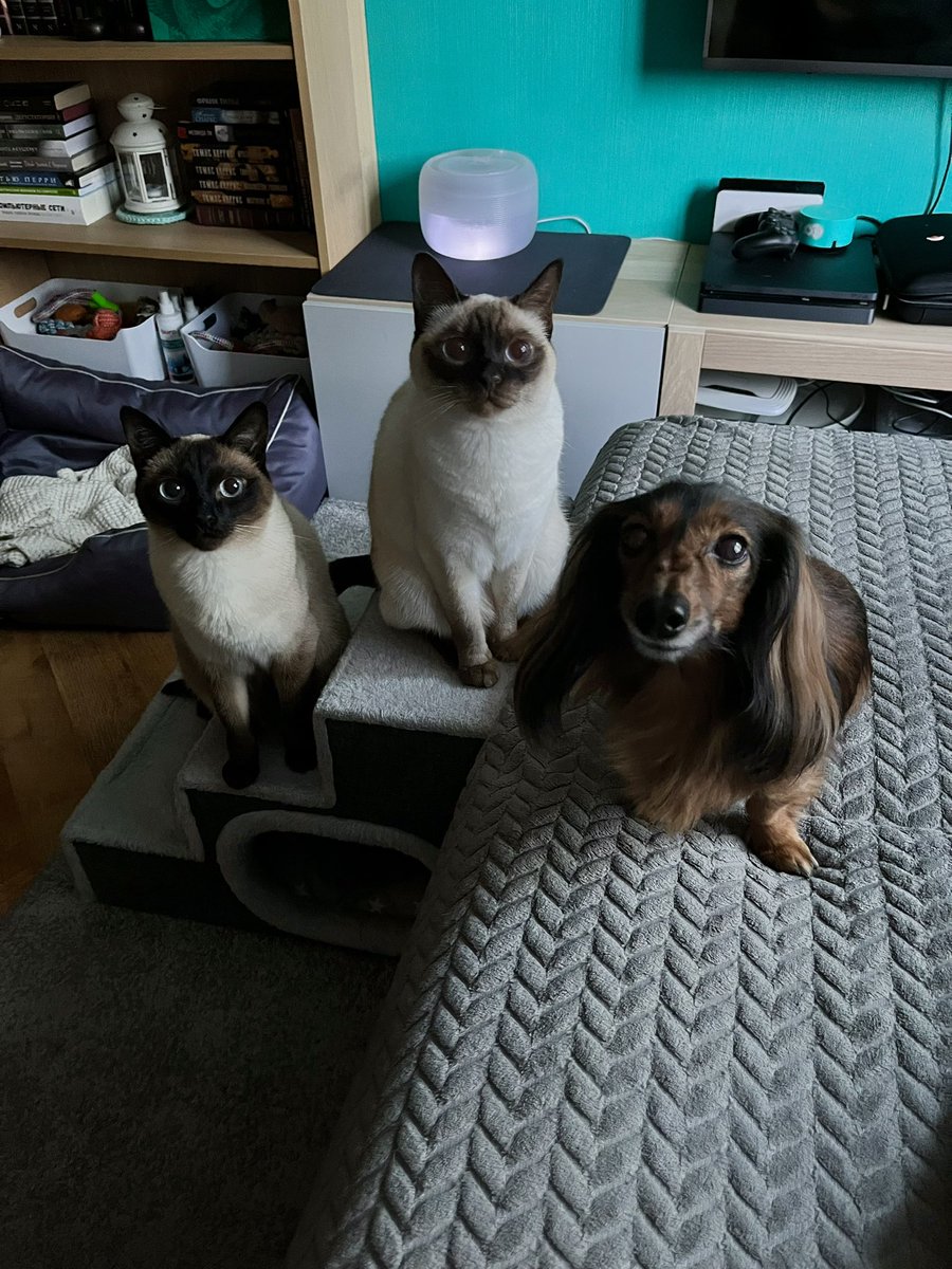 Матерь котья tweet media