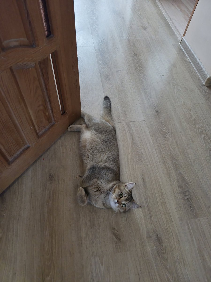 кейджей ˙ᵕ˙ tweet media