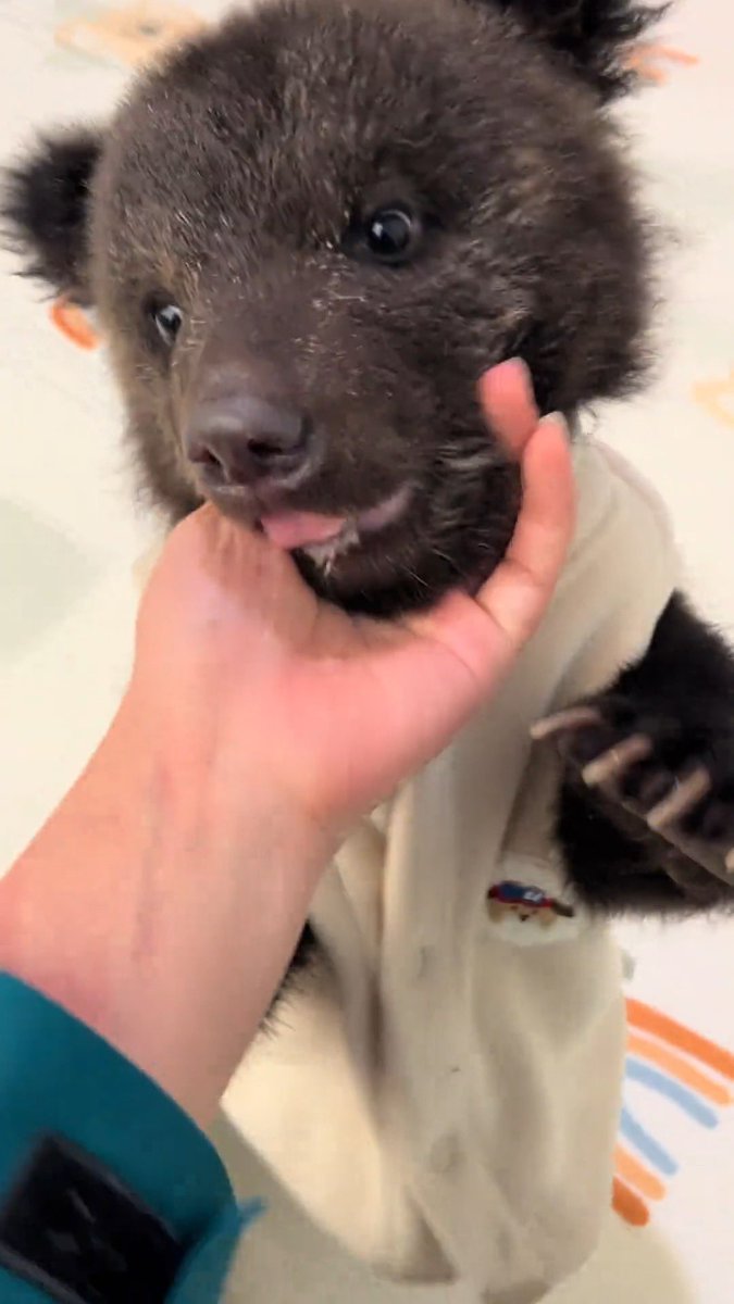 永月弥生 tweet media