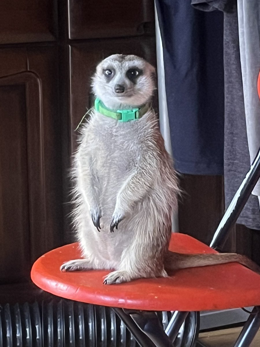 ☁️Tiger🕷️ tweet media