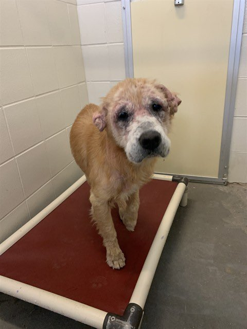 Furever Homes Dog Rescue of SETX tweet media