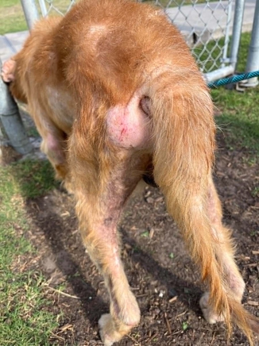 Furever Homes Dog Rescue of SETX tweet media