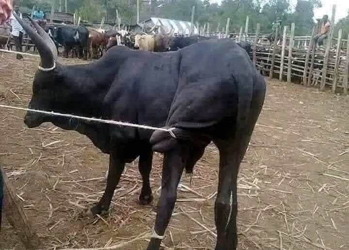 Abdul-Aziz Na'ibi Abubakar tweet media