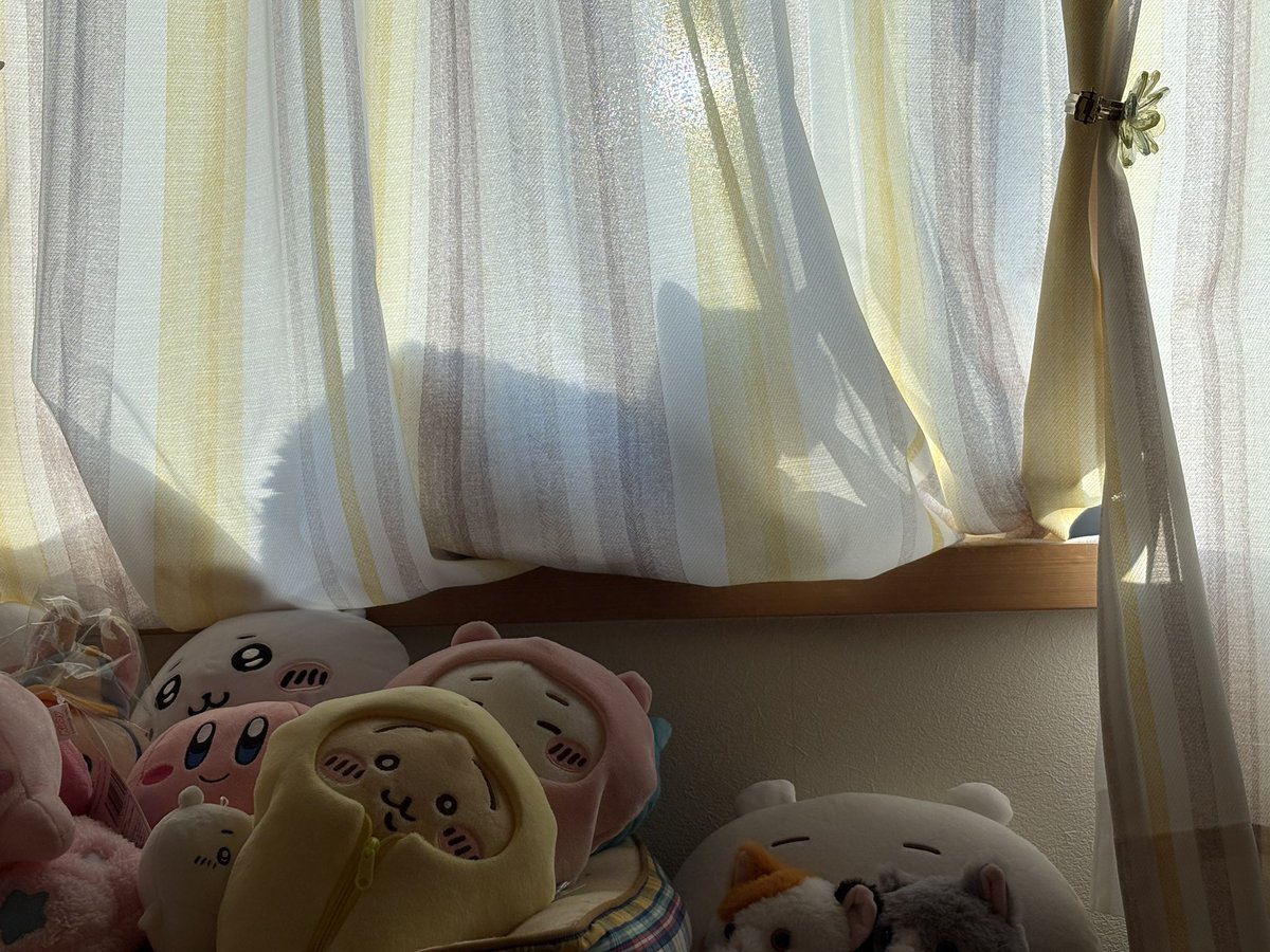 さやか@まりだまの主🐾 tweet media