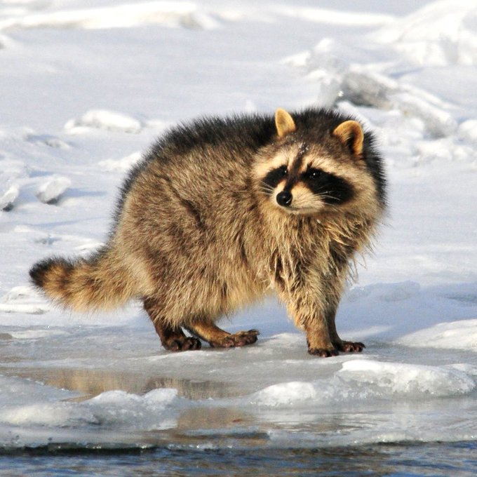As part of preparations for America’s 250th anniversary, Interior is reviewing wildlife nomenclature to better reflect the nation’s history and character.  Following this review, the raccoon (Procyon lotor) will be renamed the Liberty Bandit, effective April 1, 2026.
