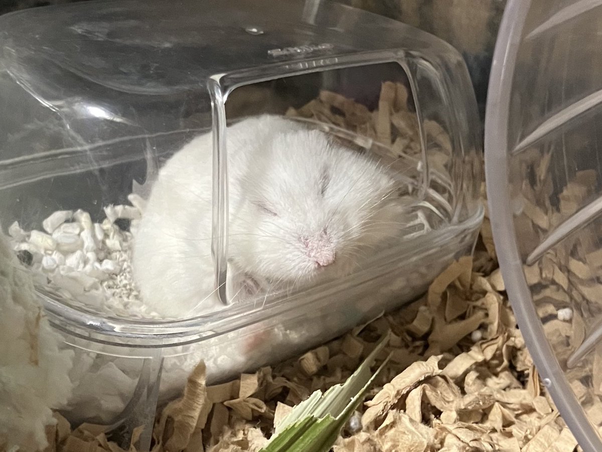 ぽさり tweet media