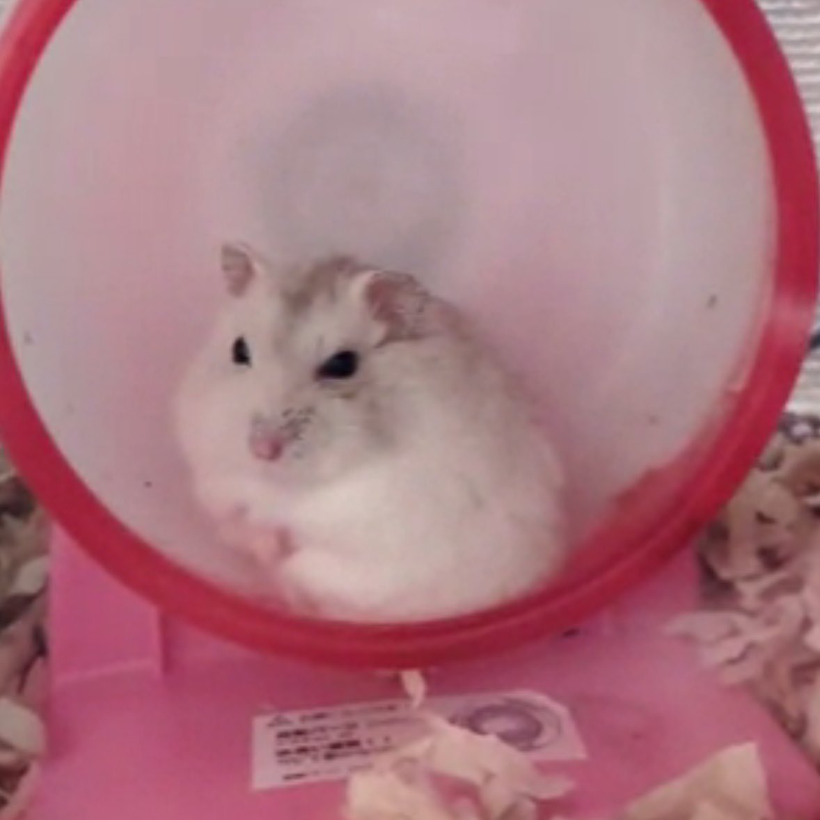 ハム大好き tweet media