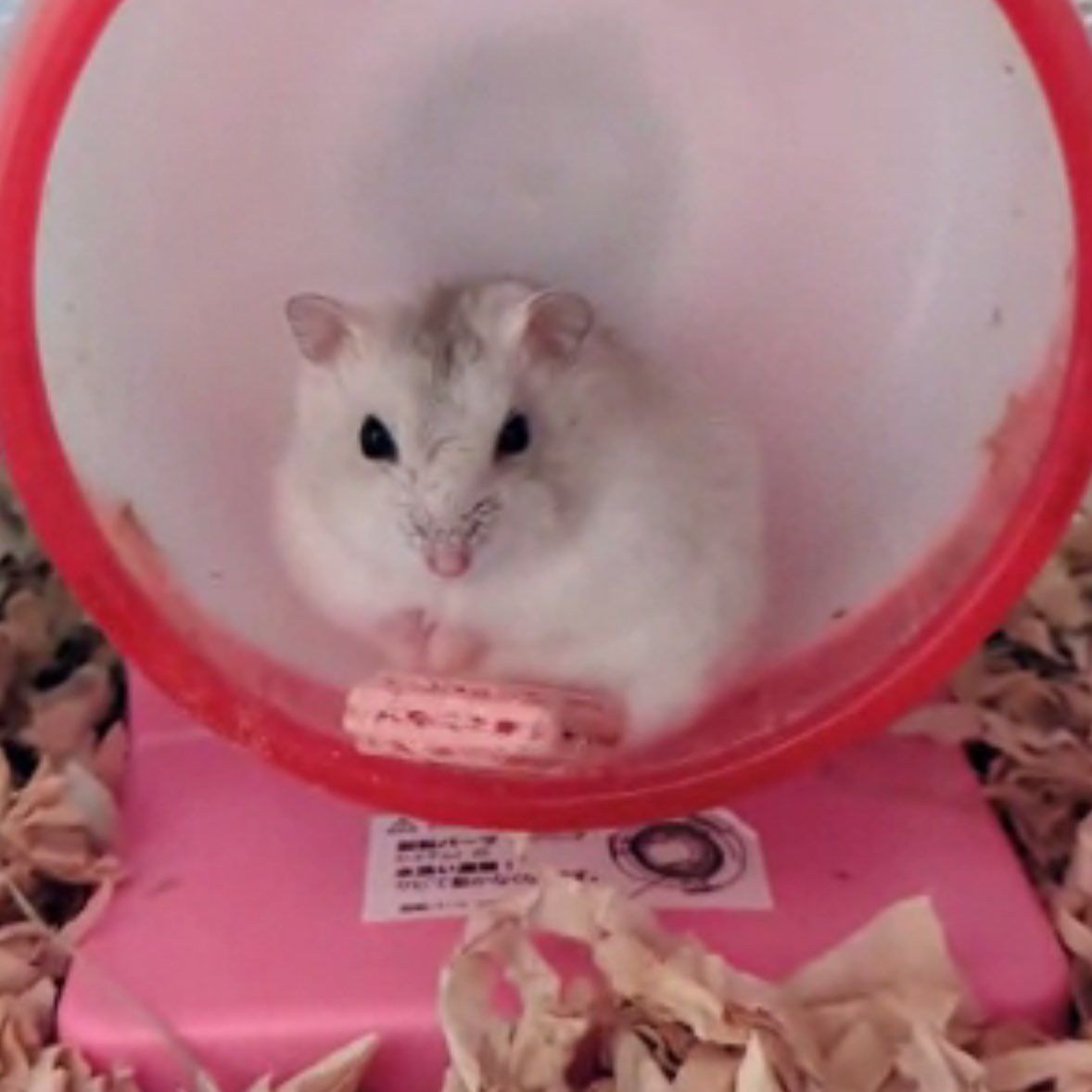 ハム大好き tweet media