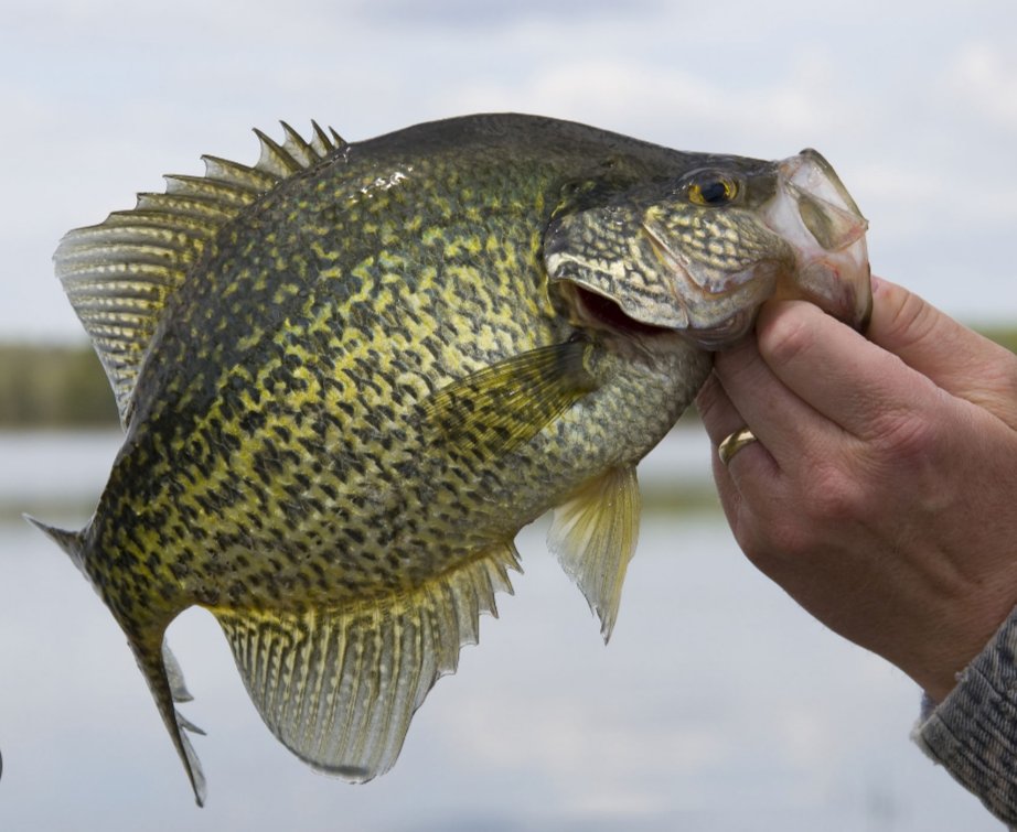 Terry, LEO (Ret.) tweet media