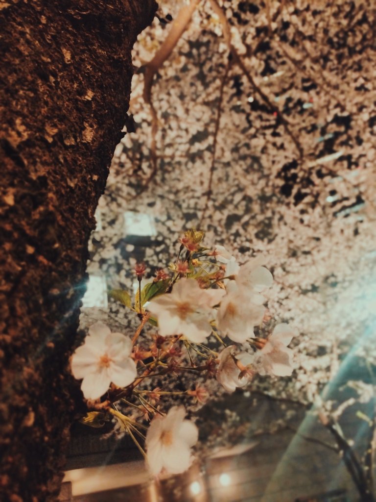 ギタコ／イパネマ／ギンタ☕ tweet media