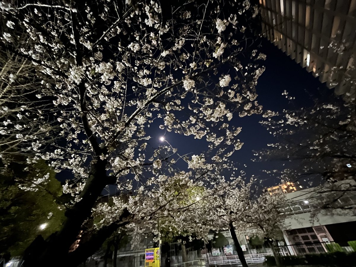 夜桜ぁいぇーい！　🥳