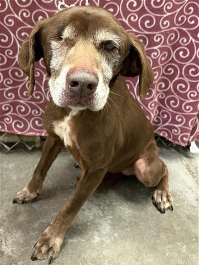 Fort Bend Animal Services tweet media