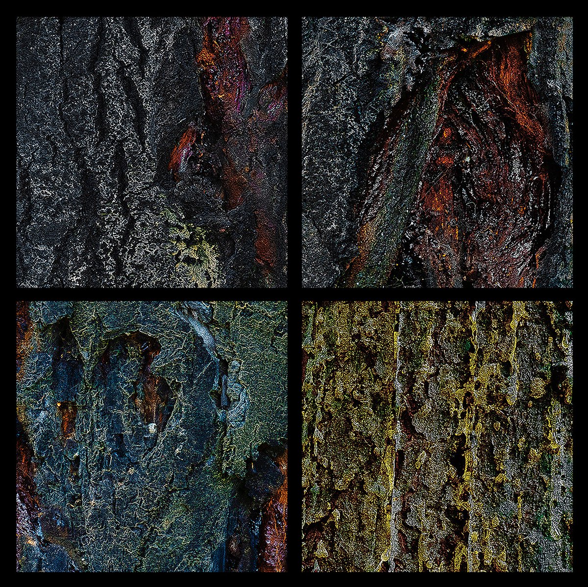 The Forest - Common Ground® tweet media